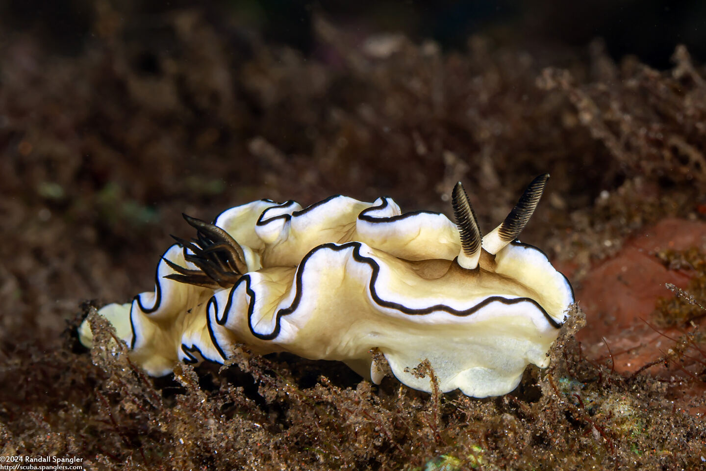 Doriprismatica atromarginata (Dark Margin Glossodoris)