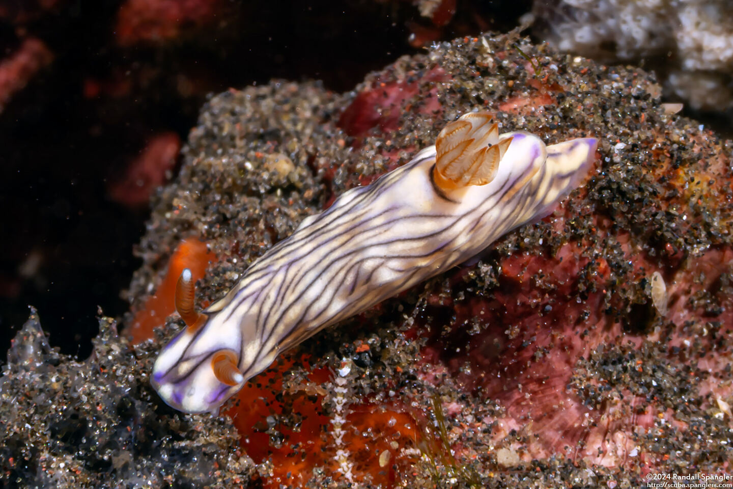 Hypselodoris zephyra (Zephyra Hypselodoris)