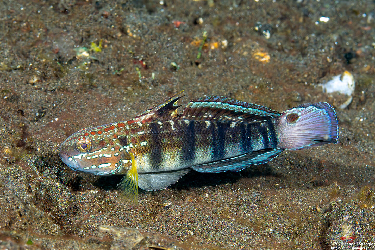 Amblygobius phalaena (Whitebarred Goby)