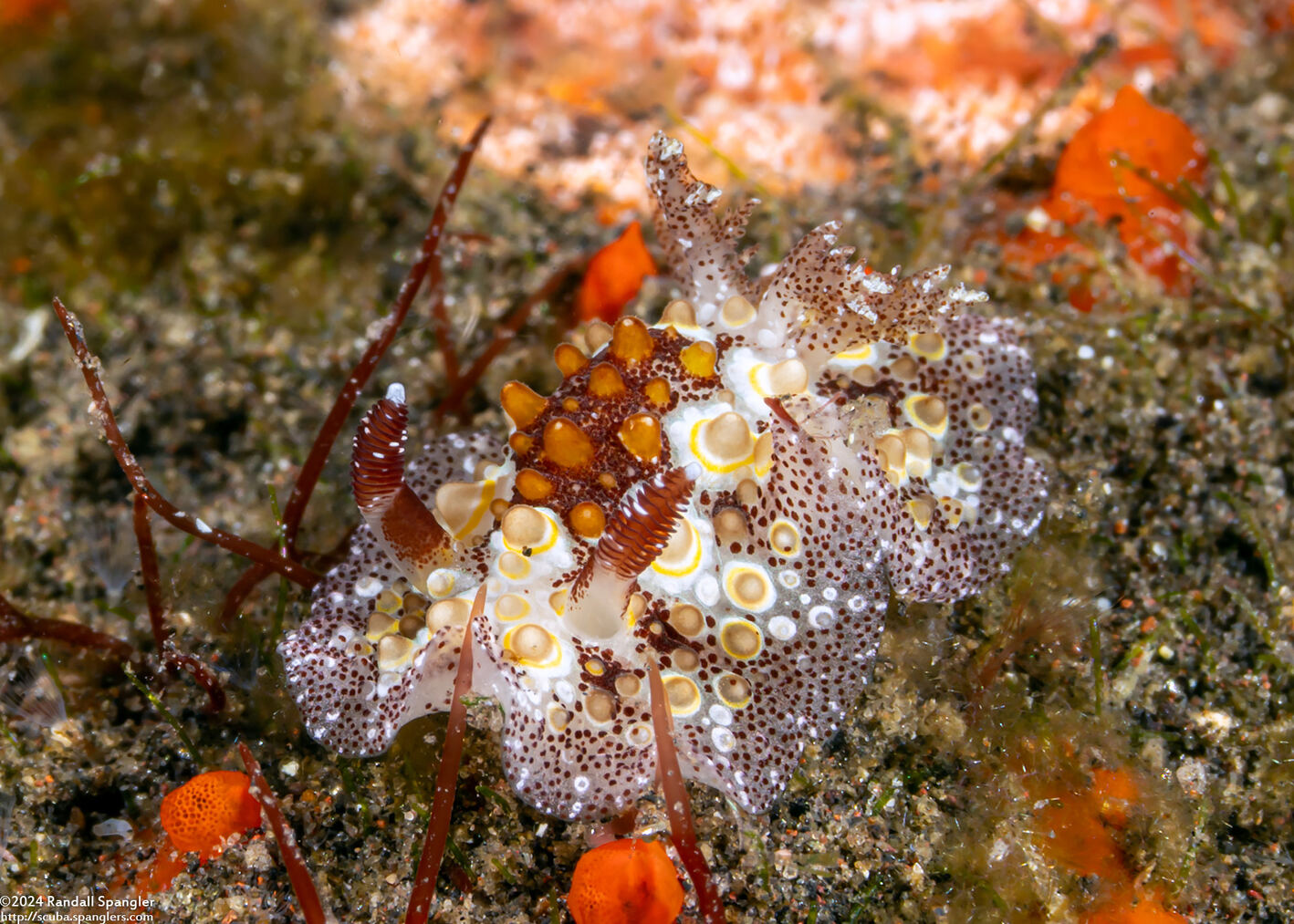 Carminodoris estrelyado (Starry Carminodoris)