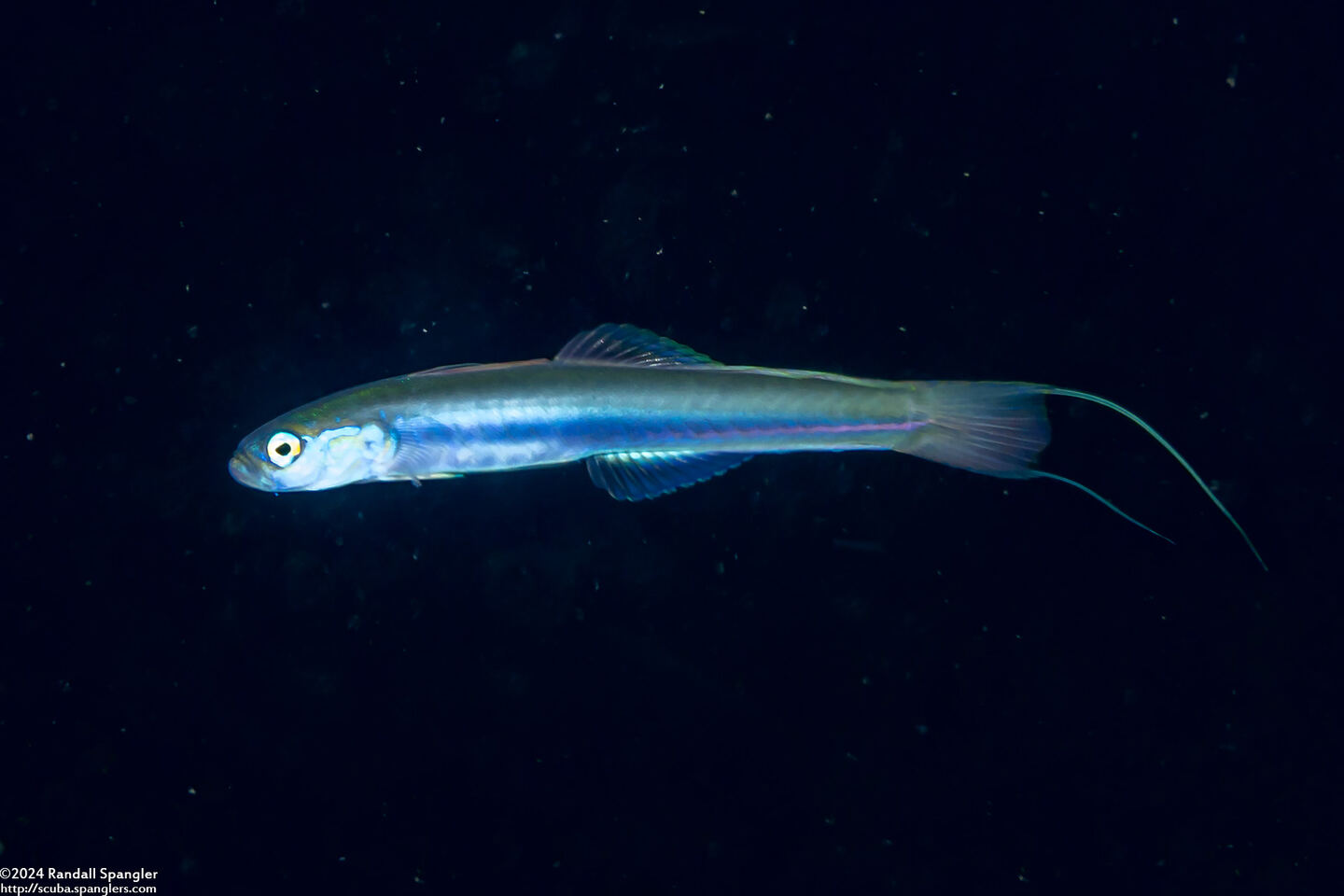 Ptereleotris hanae (Threadfin Dartfish)