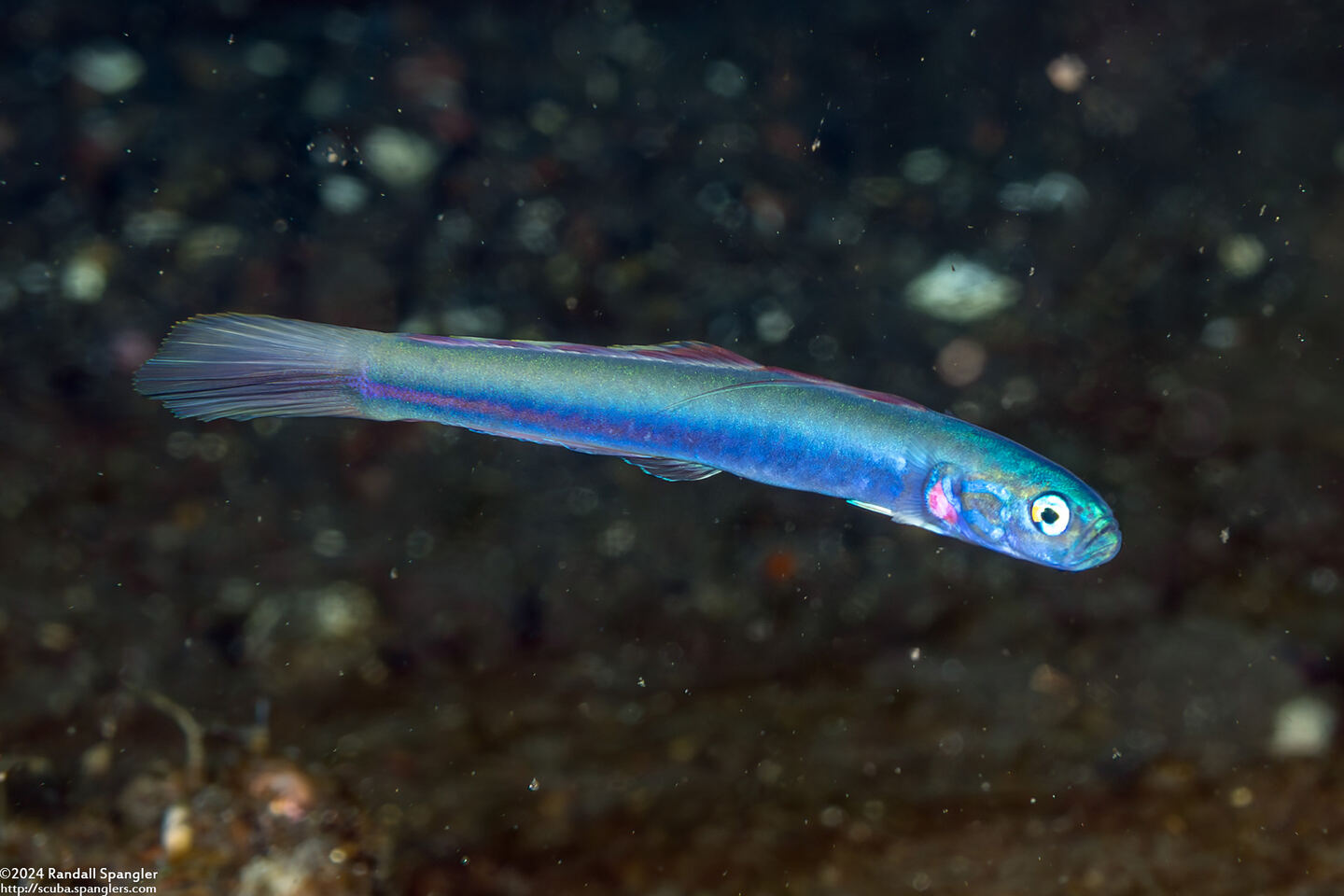 Ptereleotris rubristigma (Redspot Dartfish)