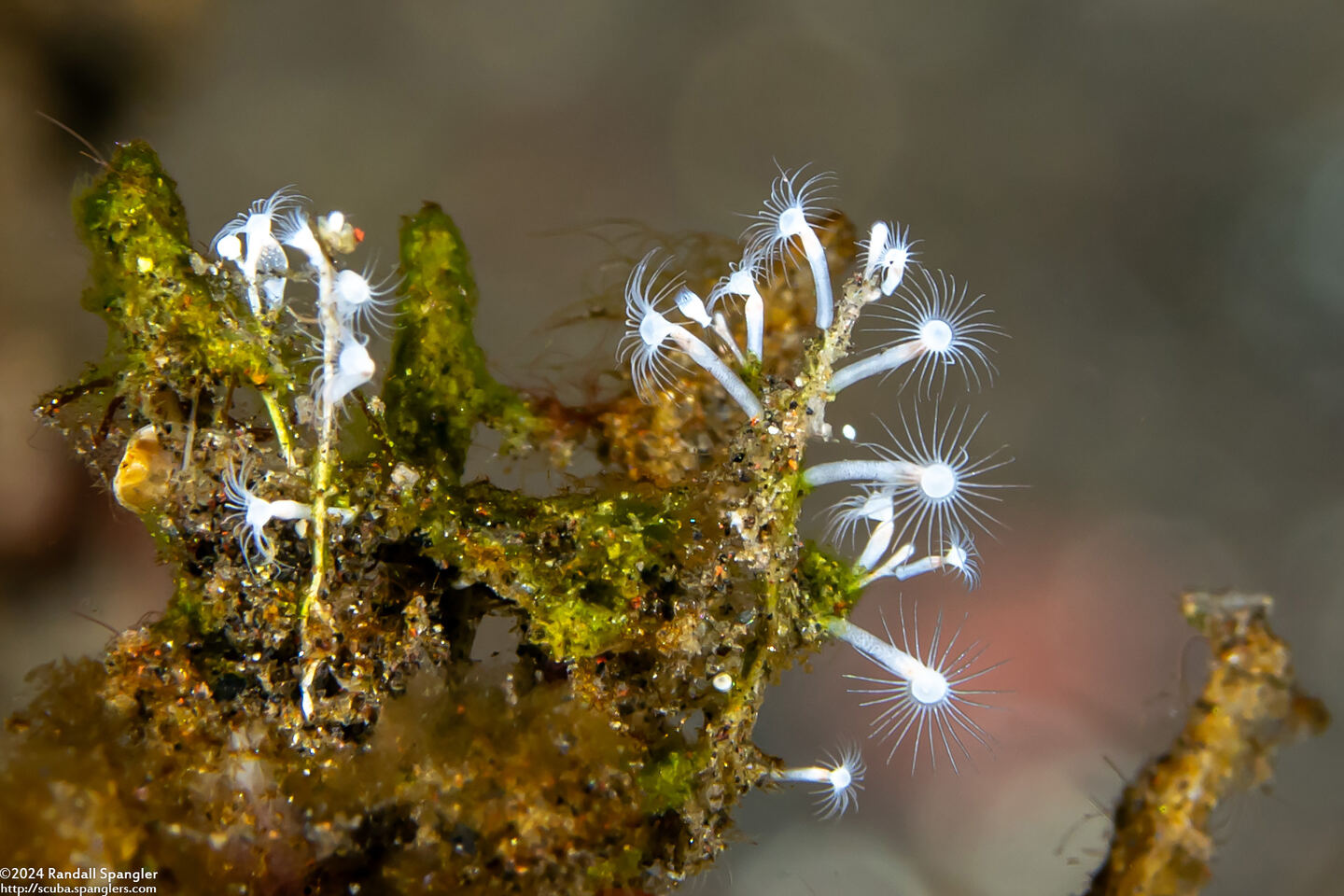 Nemalecium caeruleus (Nemalecium Caeruleus)