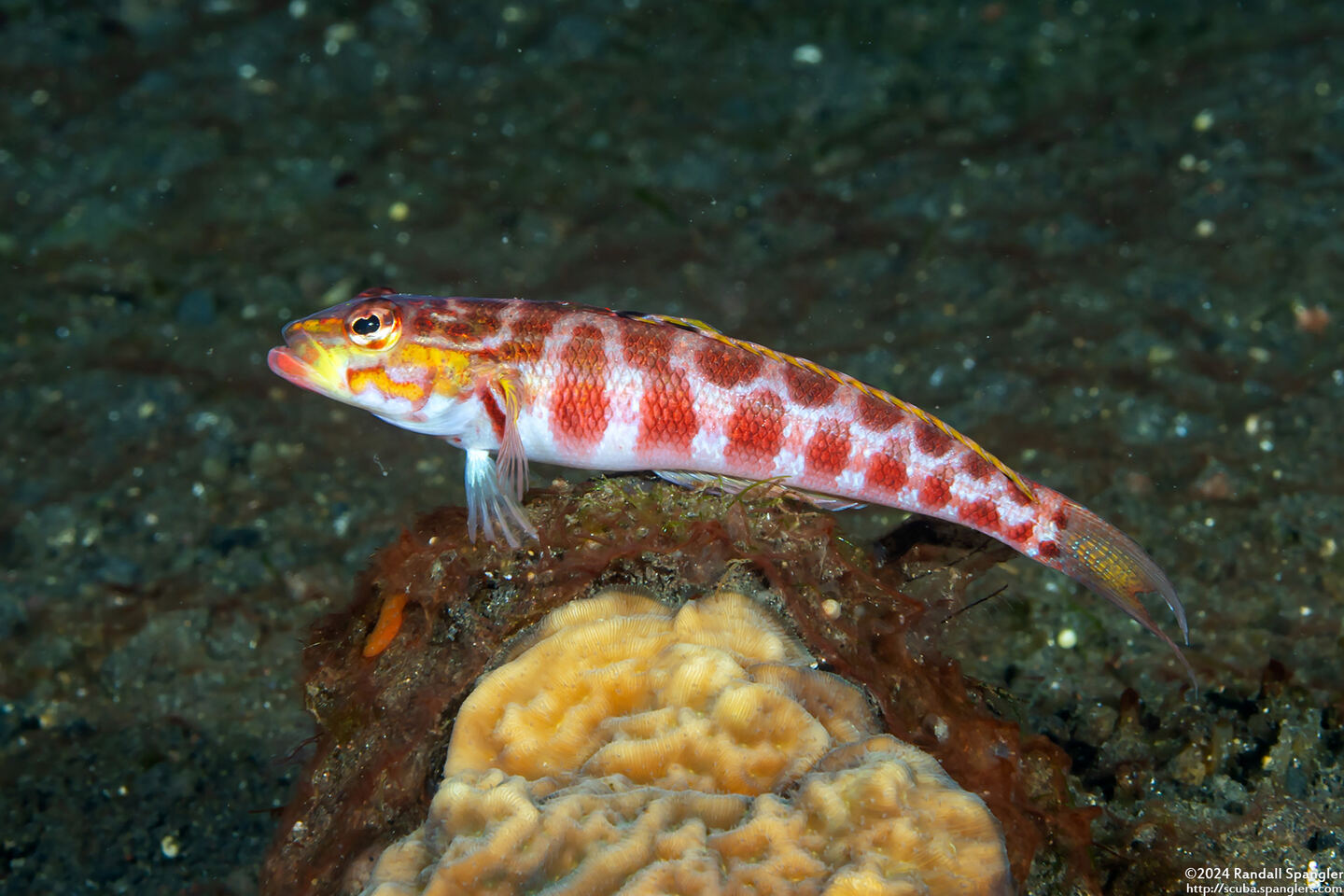 Parapercis schauinslandii (Redspotted Sandperch)