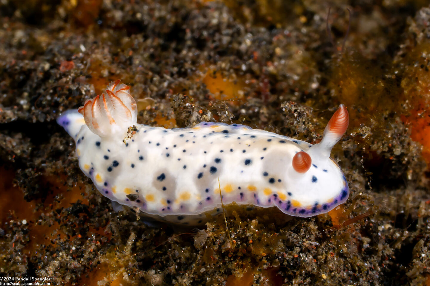 Hypselodoris sagamiensis (Sagami Hypselodoris)