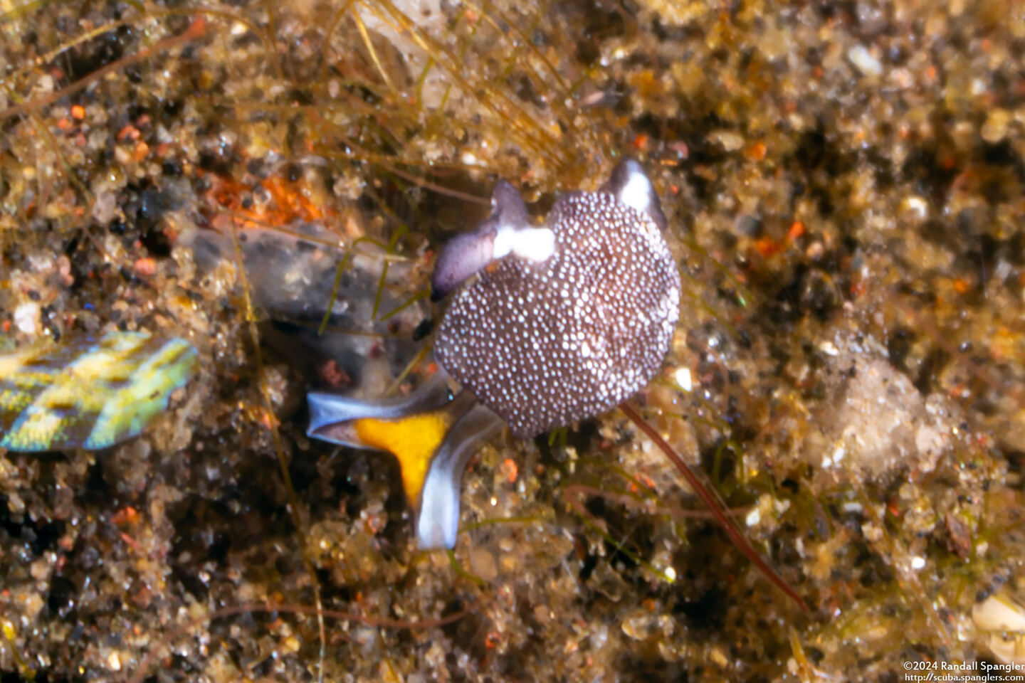 Colpodaspis sp.1 (White-Dotted Colpodaspis)