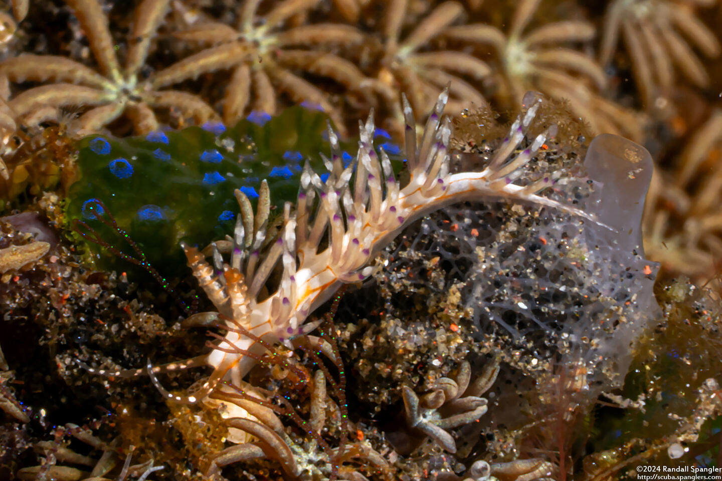 Facelinidae sp.4 (Orange-Lined Facelinid)