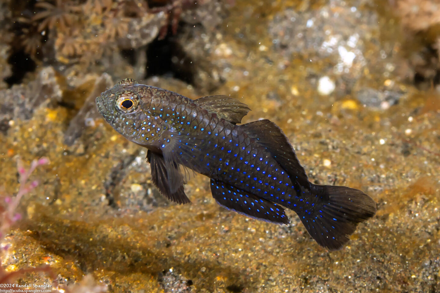 Asterropteryx striata (Striped Goby)