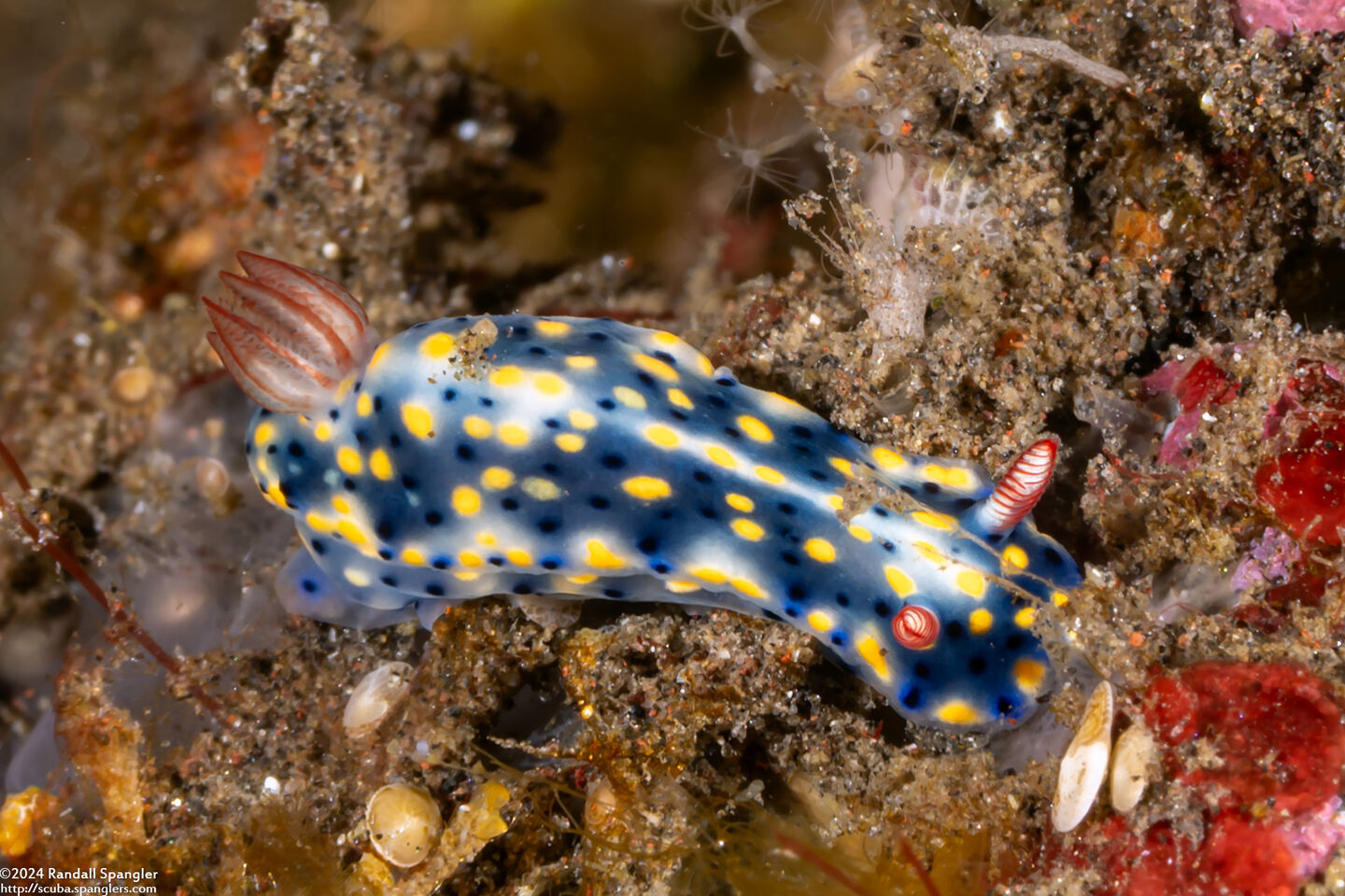 Hypselodoris infucata (Fire Hypselodoris)