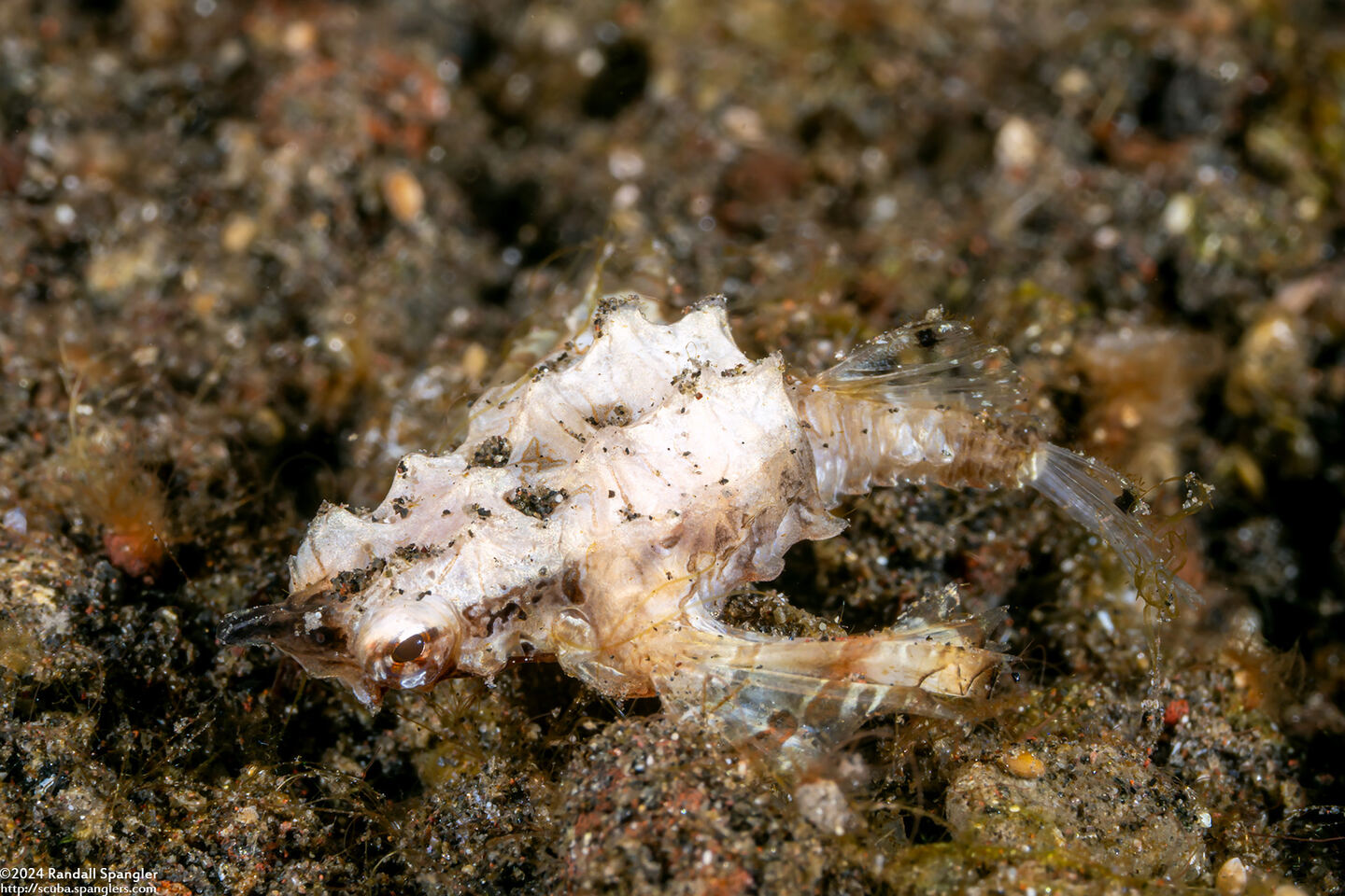 Eurypegasus draconis (Dragon Sea Moth)