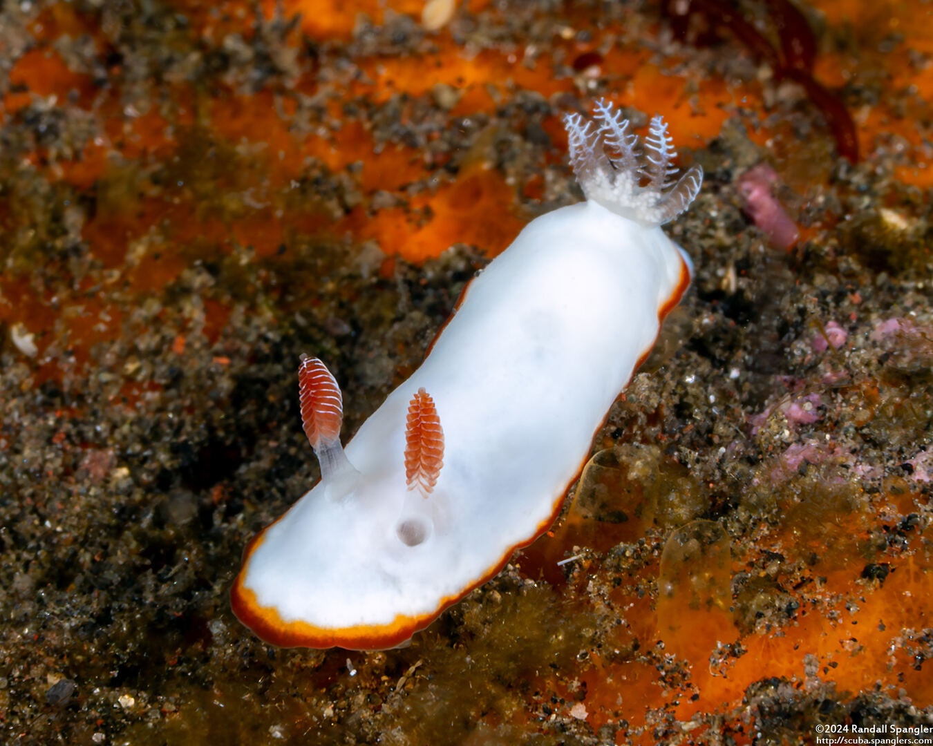 Goniobranchus verrieri (Two-Band Chromodoris)