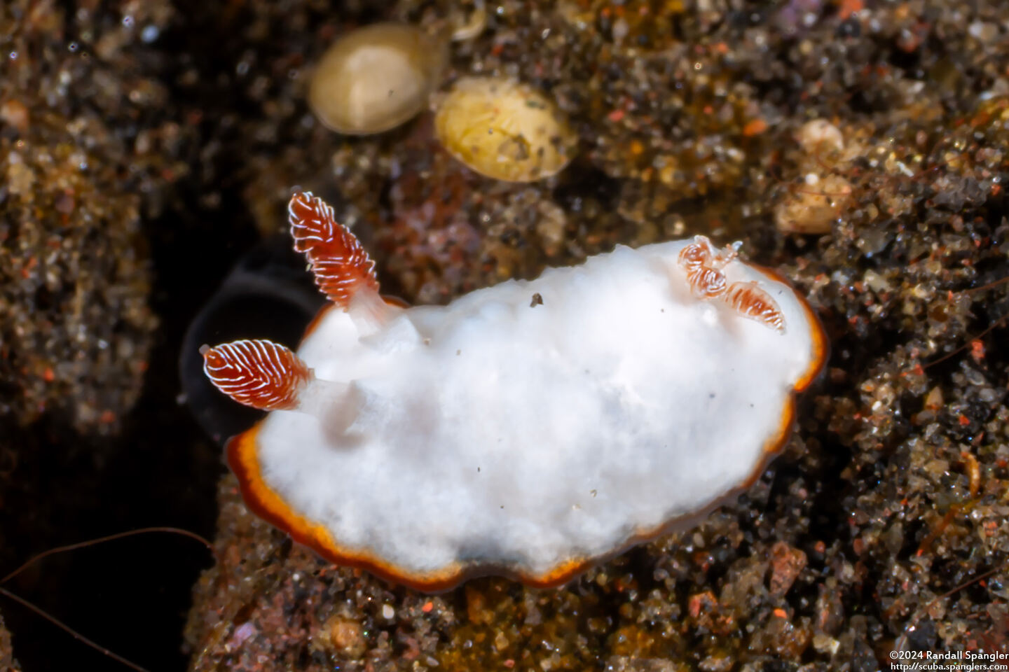 Goniobranchus verrieri (Two-Band Chromodoris)