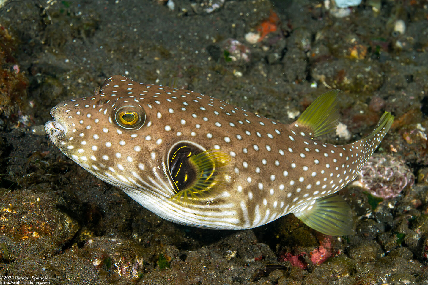 Arothron hispidus (White-Spotted Puffer)