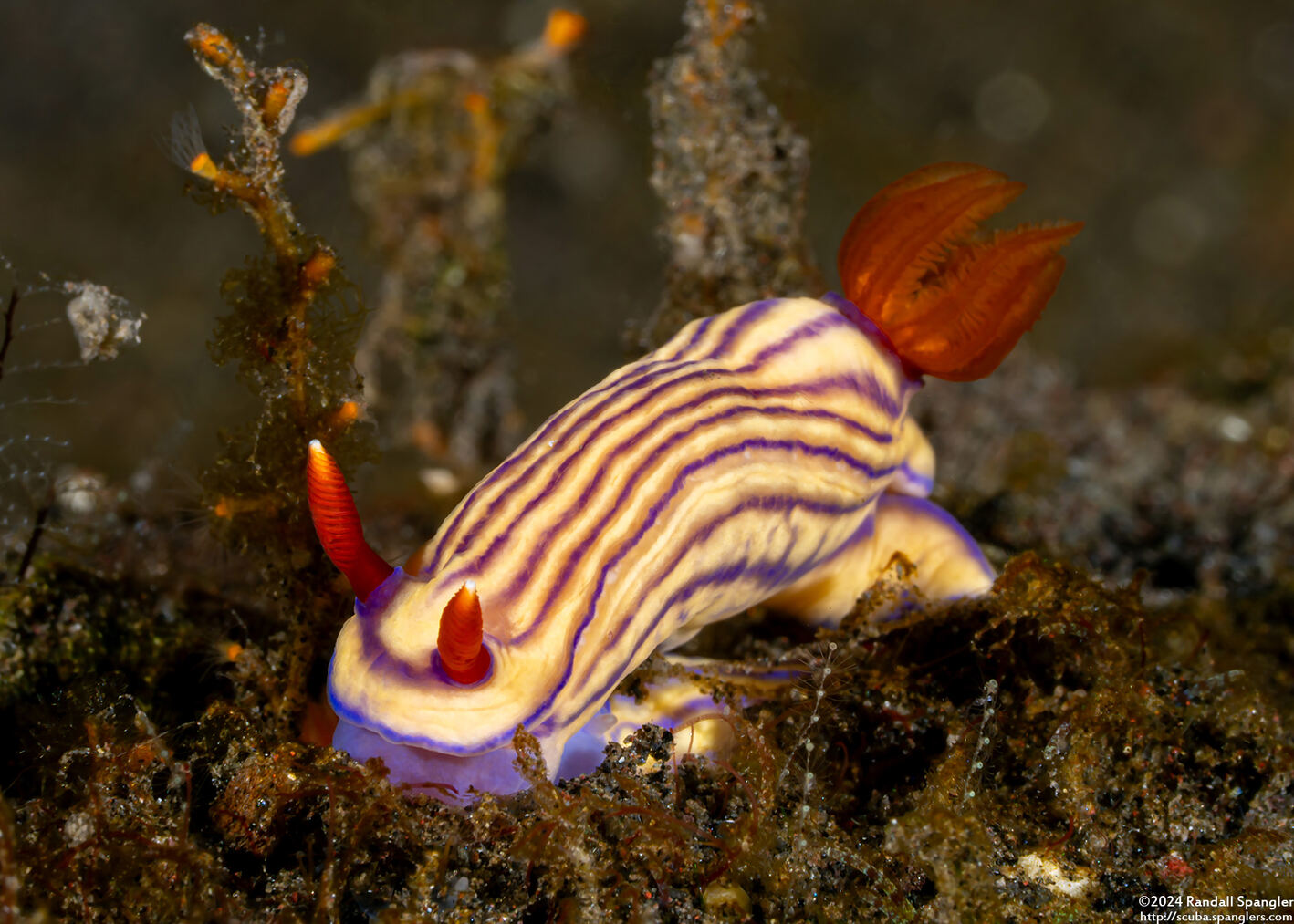 Hypselodoris maridadilus (Beautiful Hypselodoris)