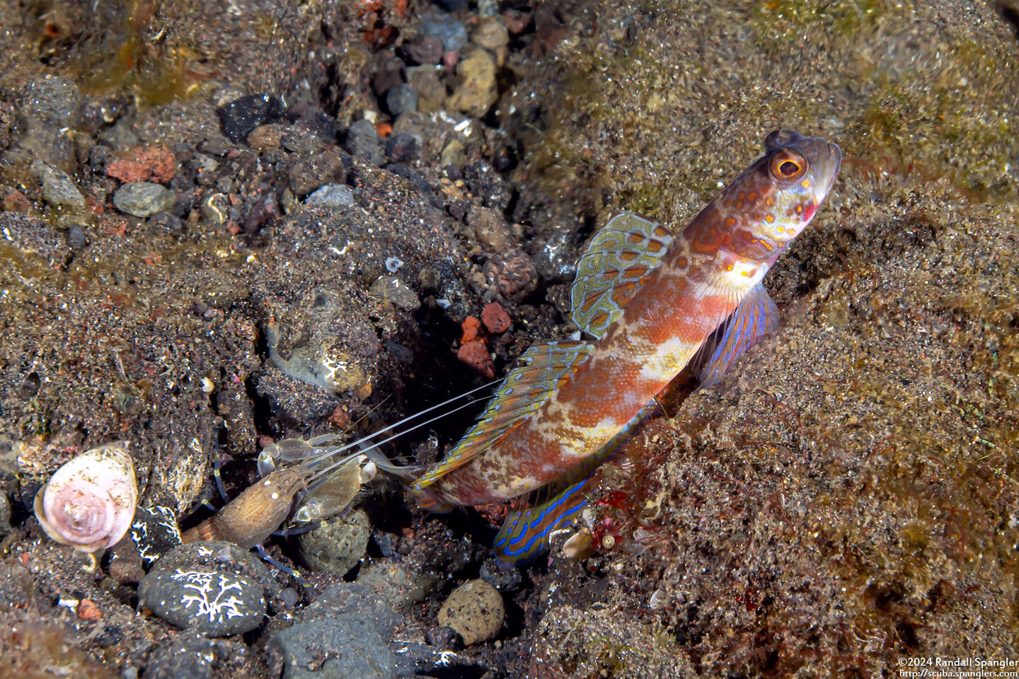 Amblyeleotris periophthalma (Broad-Banded Shrimpgoby)