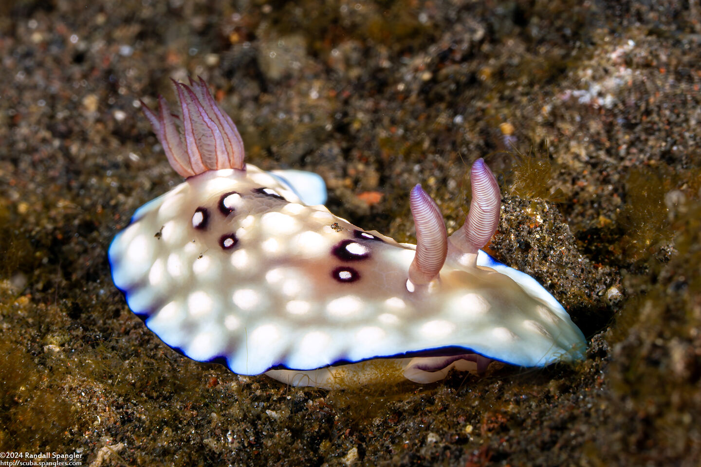 Goniobranchus hintuanensis (Goniobranchus Hintuanensis)