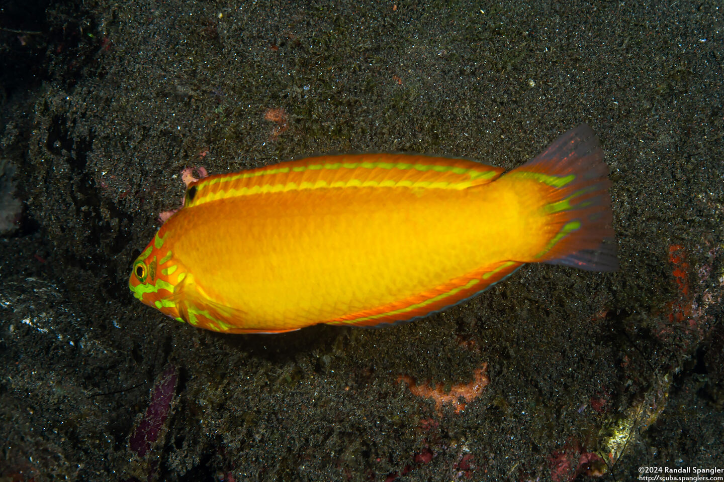 Halichoeres chrysus (Canary Wrasse)