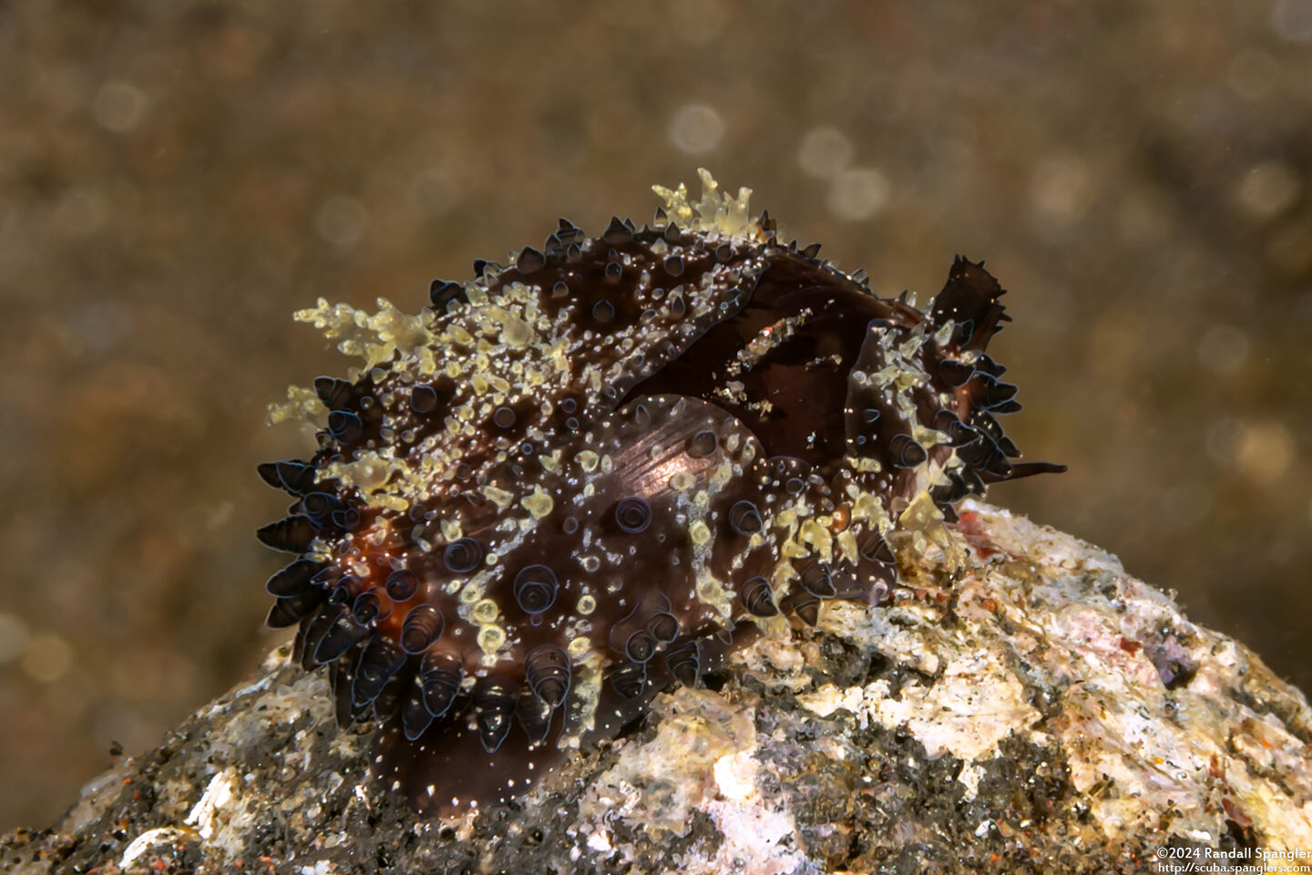 Staphylaea staphylaea (Pustulose Cowry)