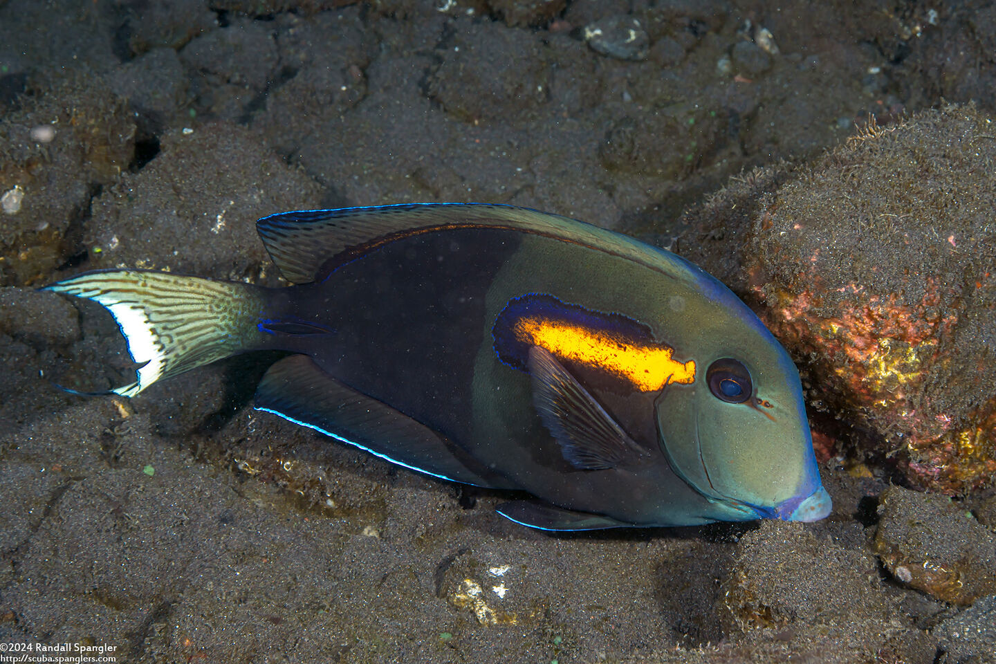 Acanthurus olivaceus (Orangeband Surgeonfish)