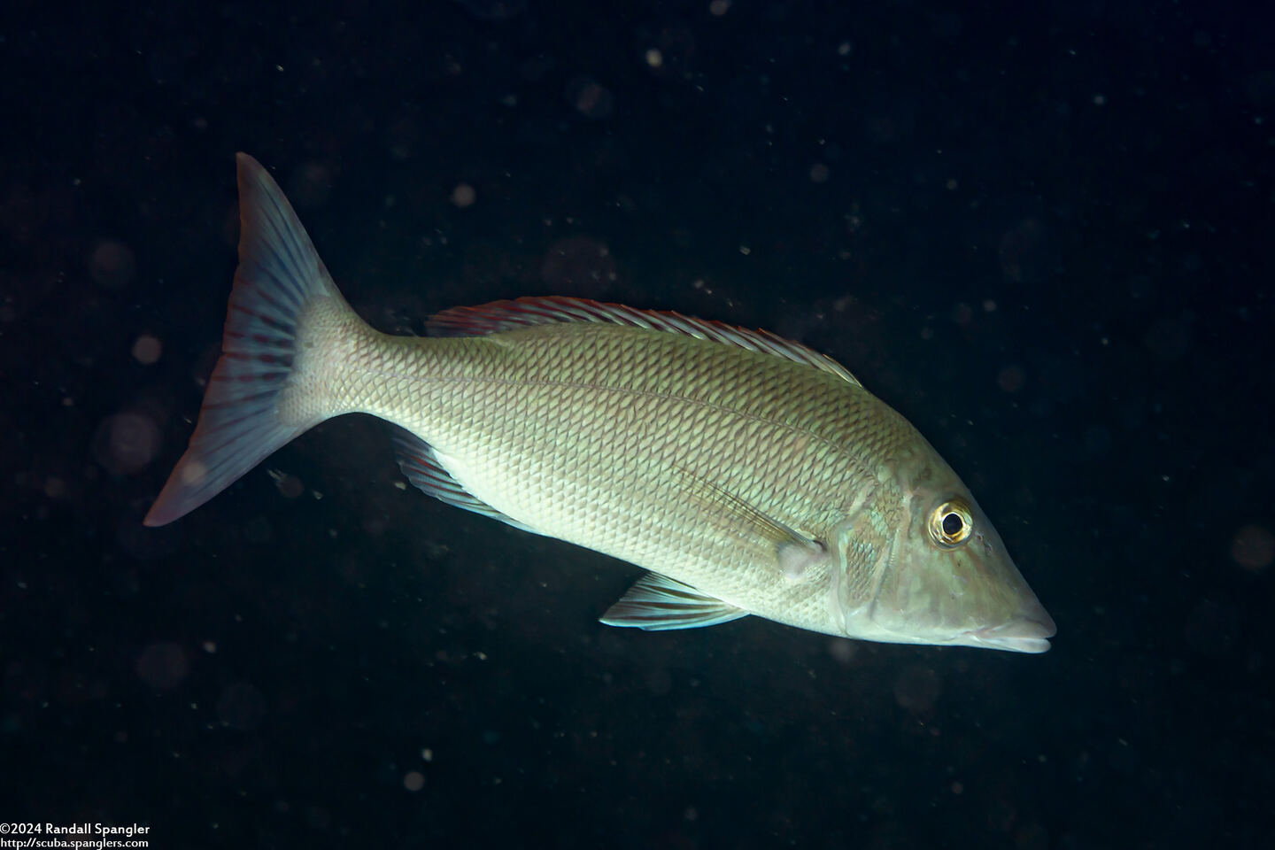 Lethrinus microdon (Smalltooth Emperor)