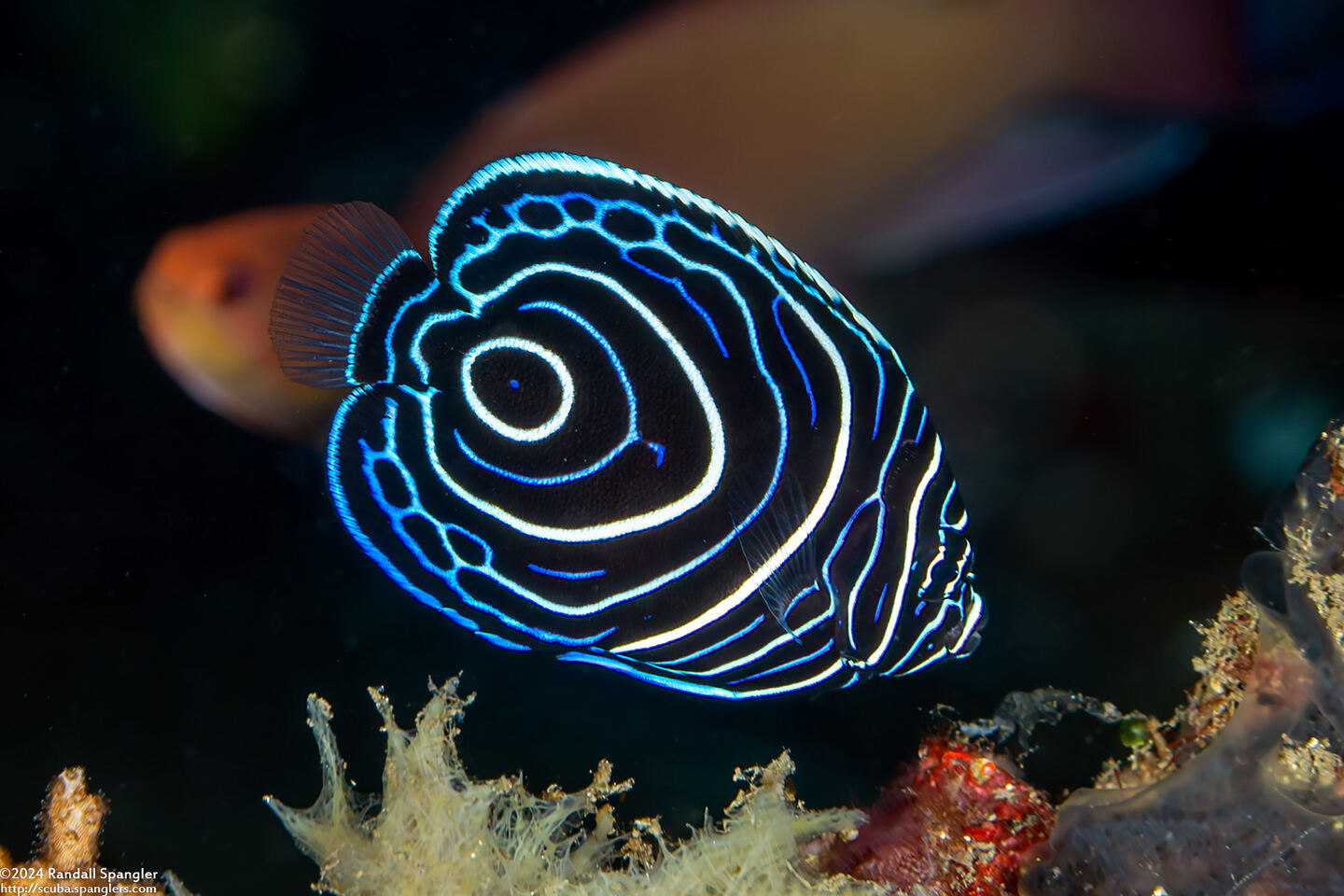 Pomacanthus imperator (Emperor Angelfish)