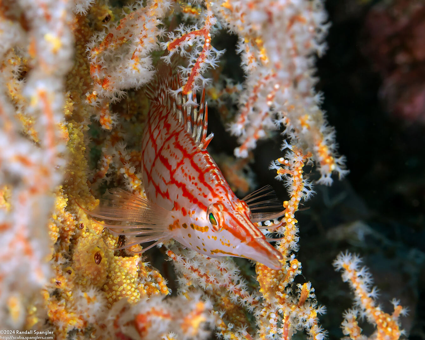 Oxycirrhites typus (Longnose Hawkfish)