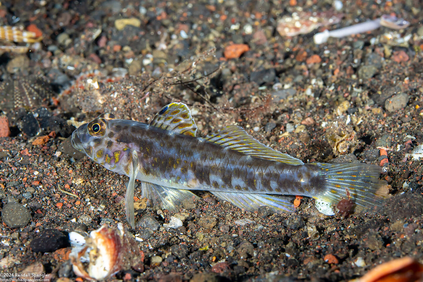 Fusigobius maximus (Large Sandgoby)