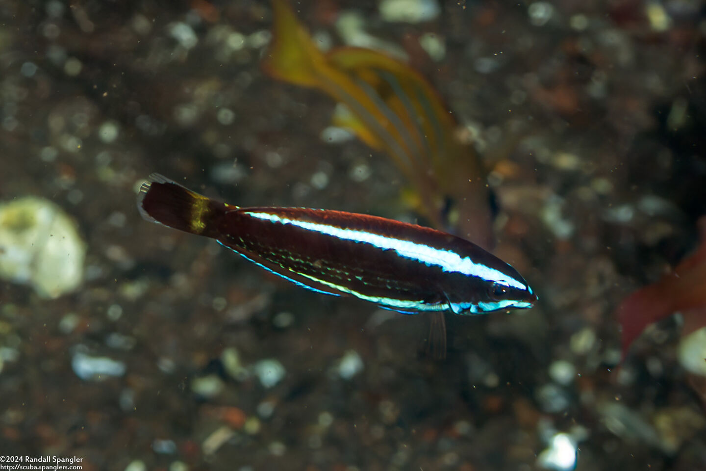 Pseudodax moluccanus (Chiseltooth Wrasse)