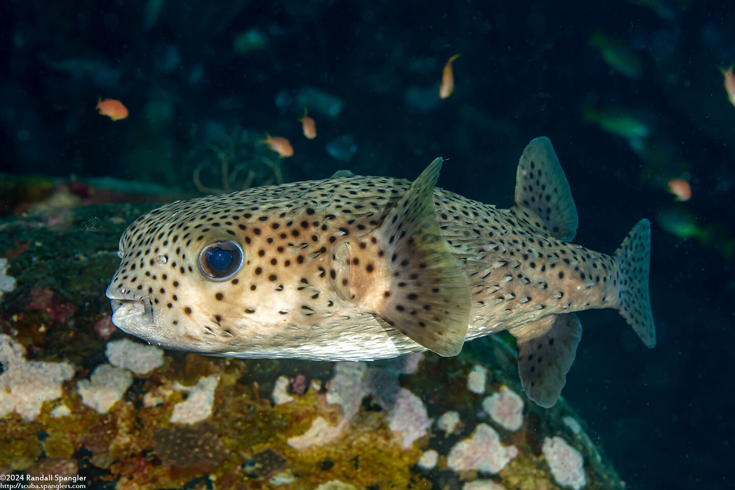 Diodon hystrix (Porcupinefish)