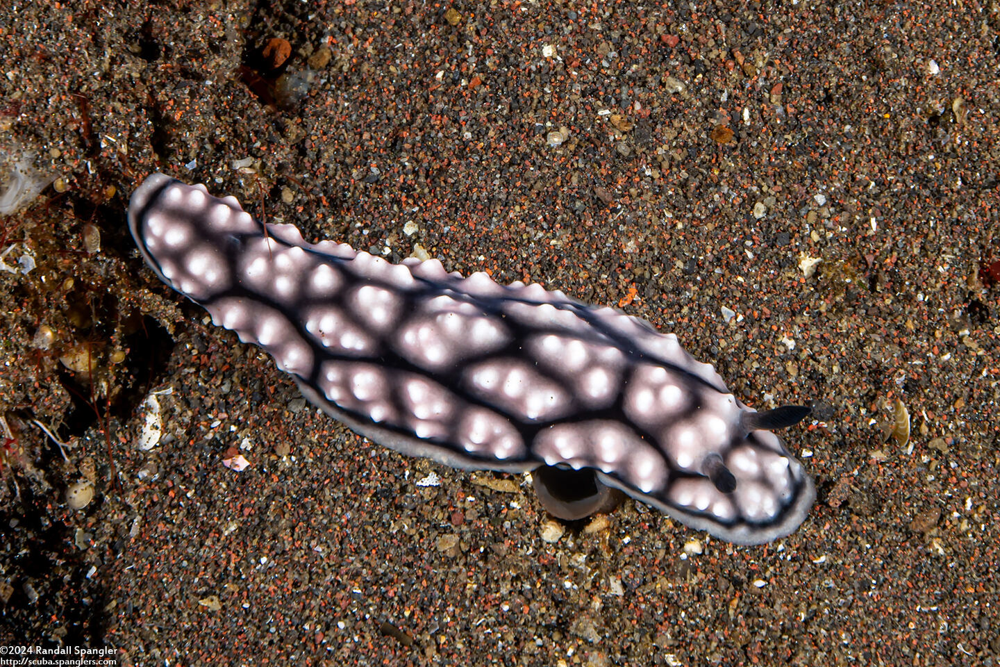 Phyllidiella cf. annulata (H-Mark Phyllidiella)