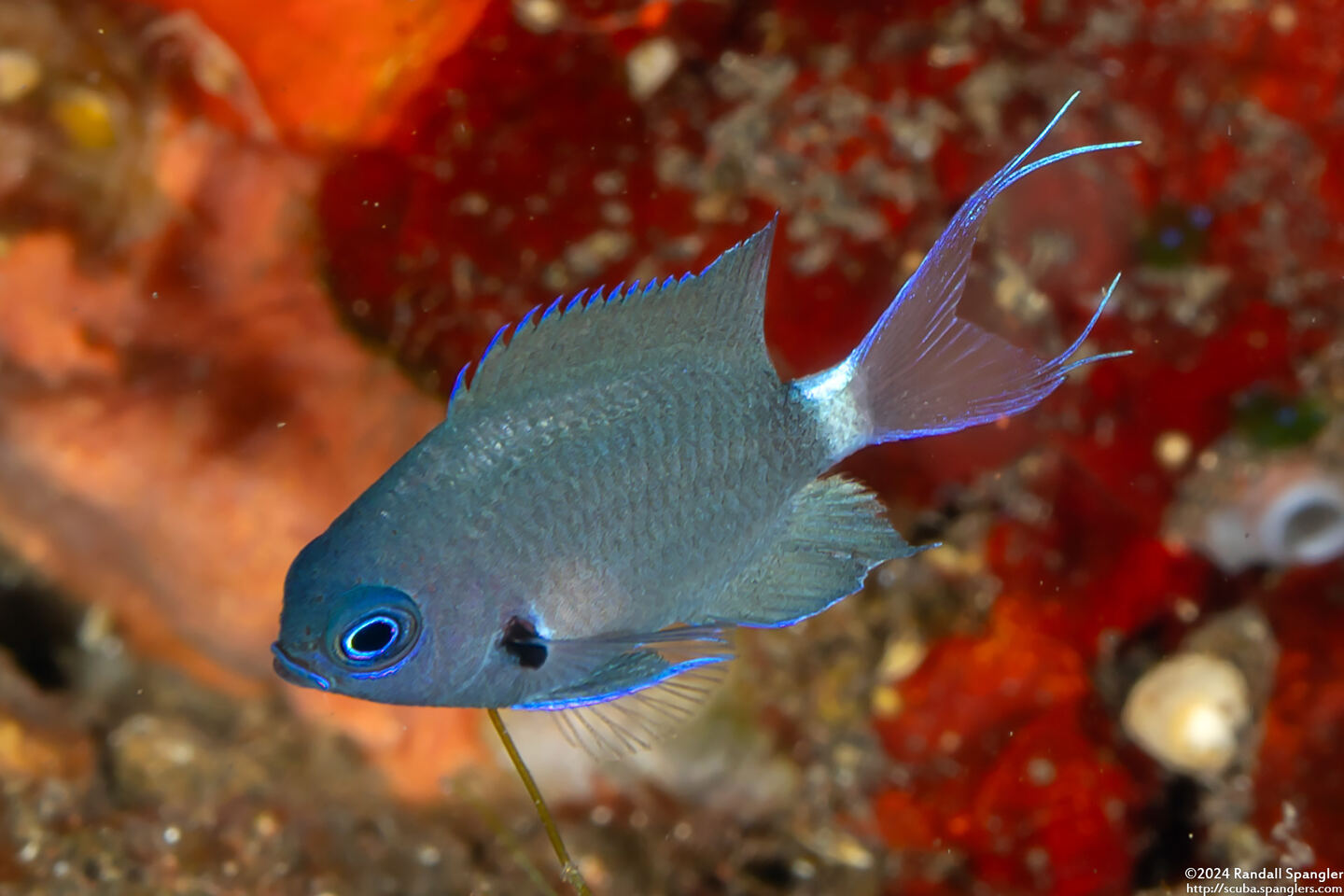 Pycnochromis caudalis (Blue-Axil Chromis)