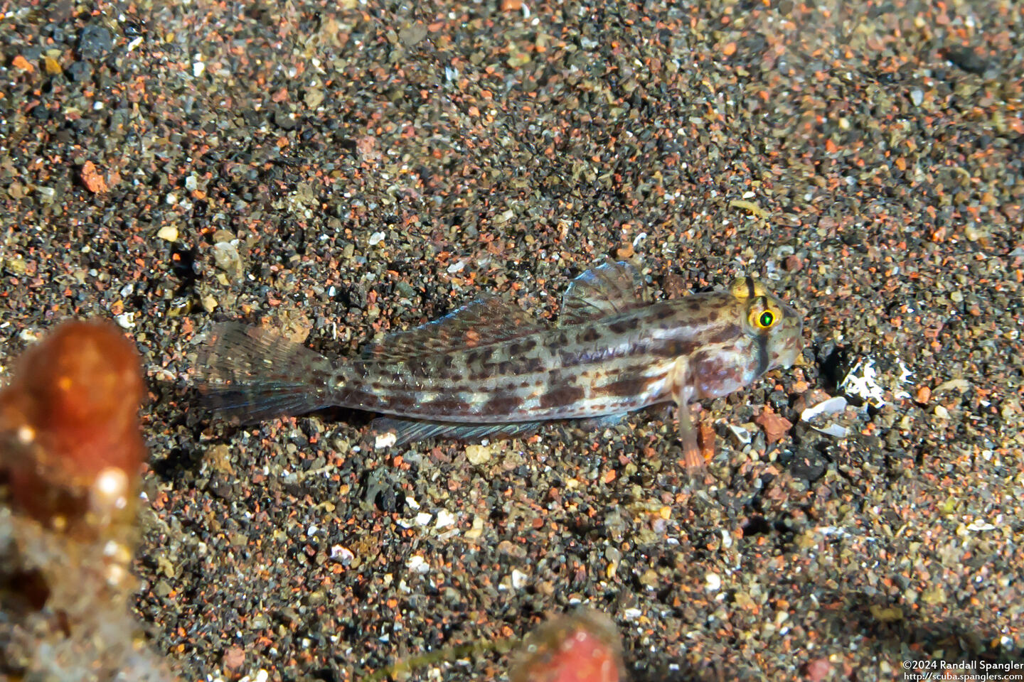 Gnatholepis cauerensis (Shoulderspot Goby)