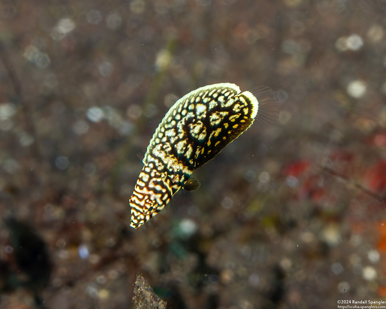 Anampses melanurus (Whitespotted Wrasse); Tiny juvenile