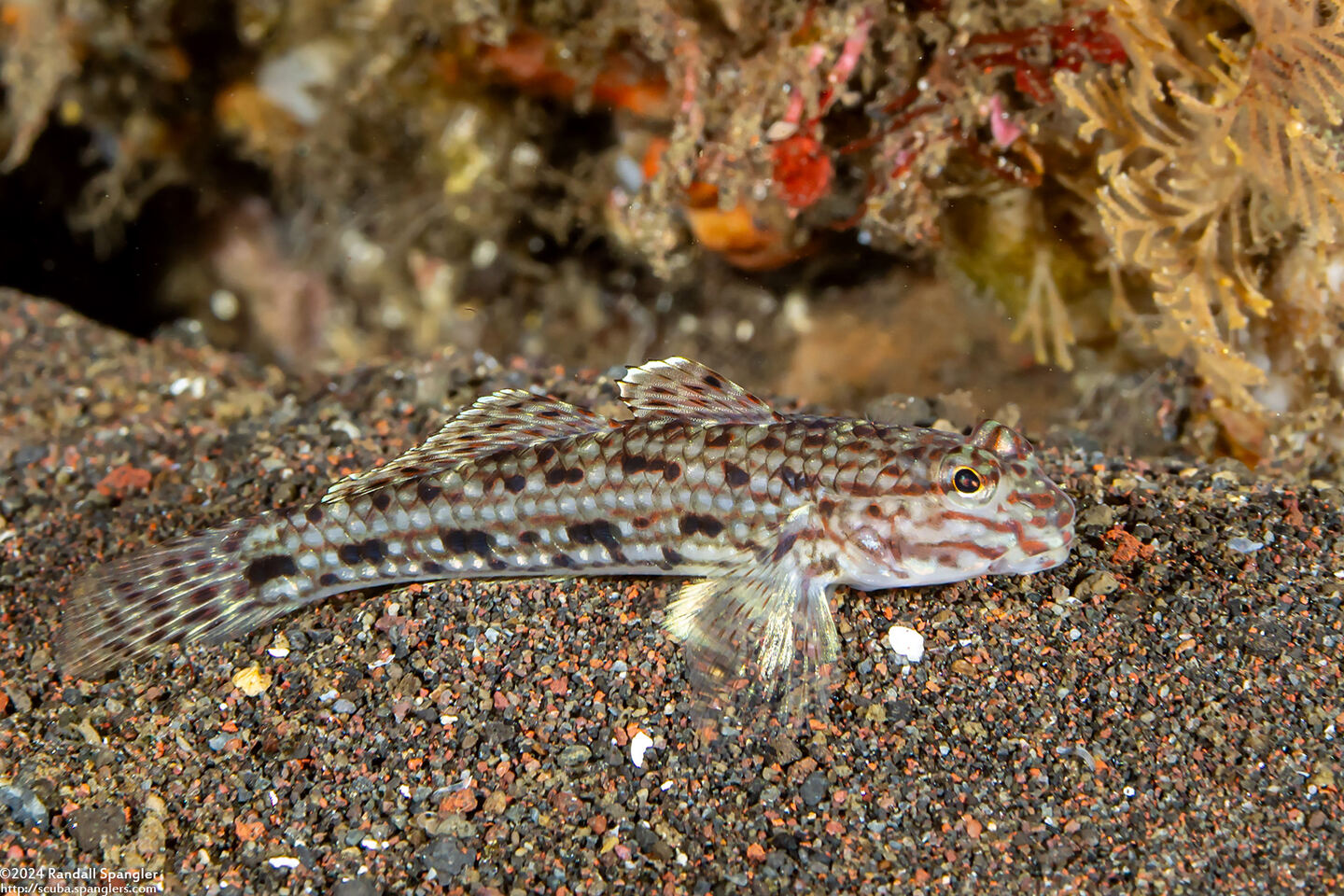 Istigobius ornatus (Ornate Sandgoby)