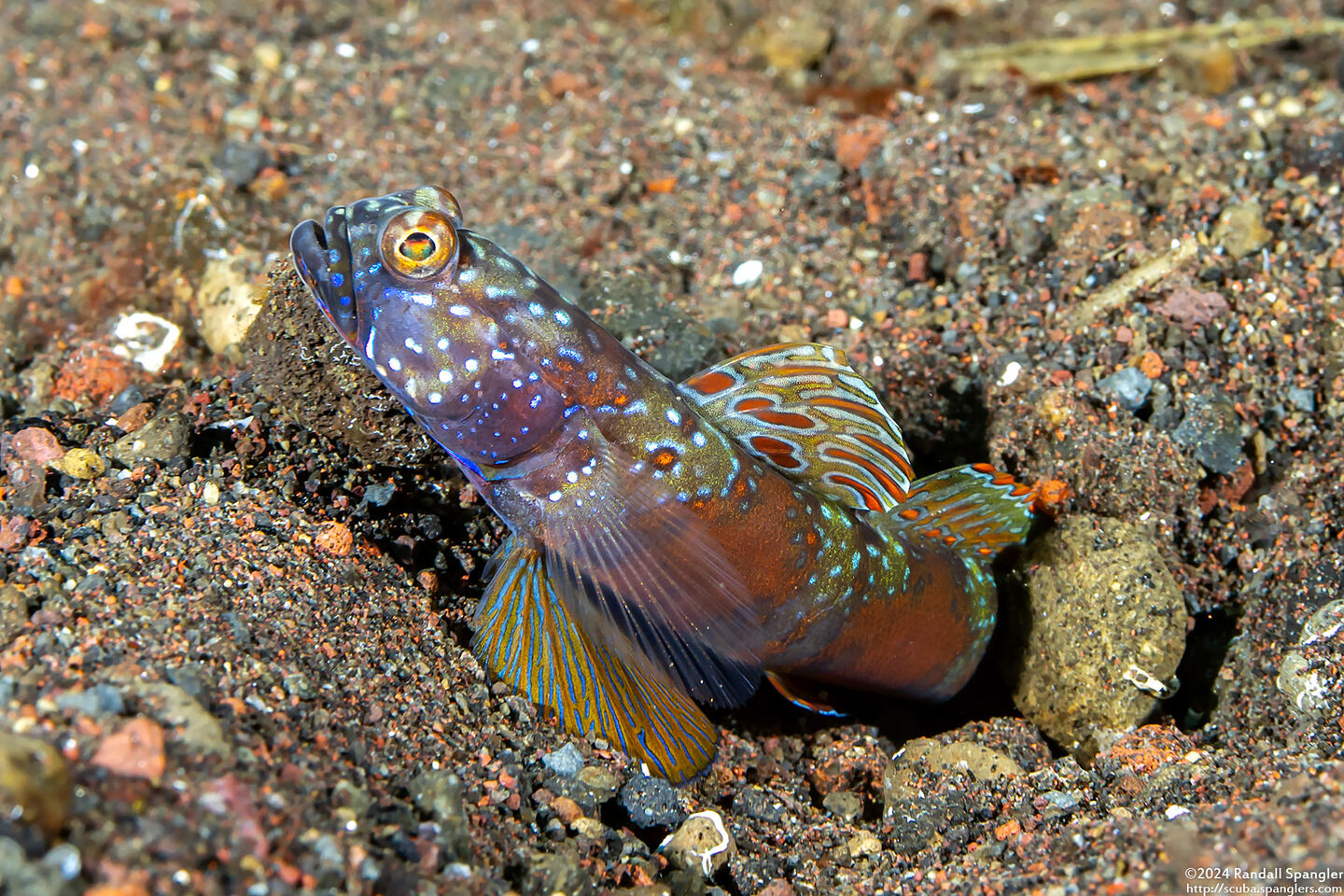 Amblyeleotris latifasciata (Wide-Barred Shrimpgoby)