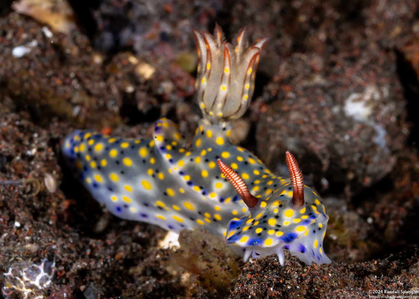 Hypselodoris confetti (Confetti Hypselodoris)