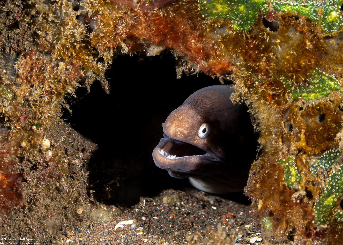 Gymnothorax thyrsoideus (White-Eyed Moray)