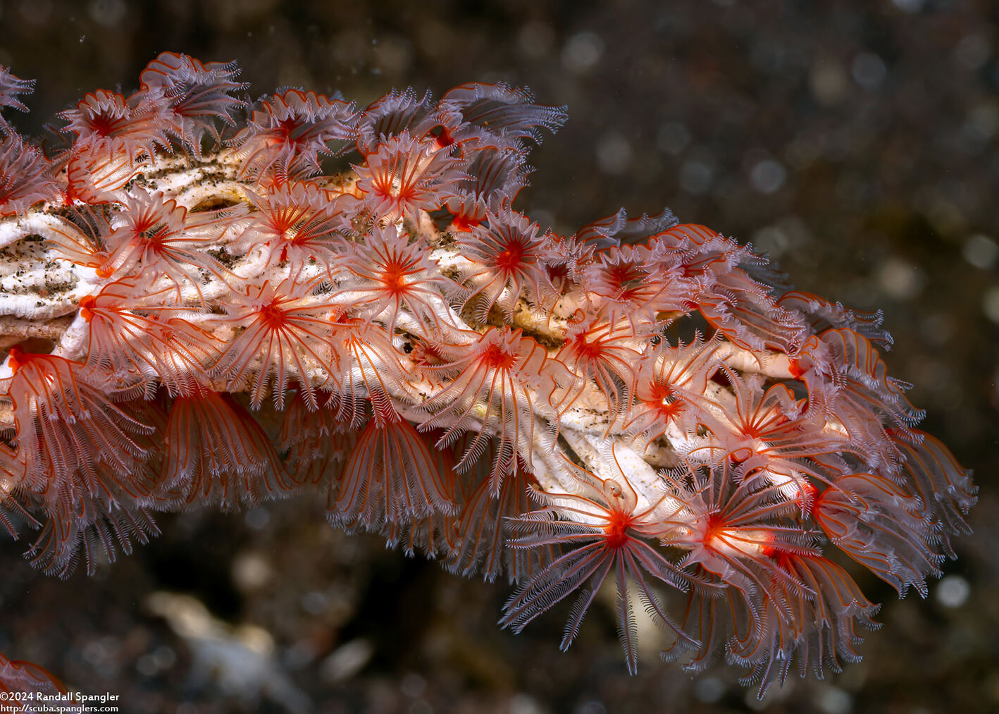 Filogranella elatensis (Delicate Tube Worm)