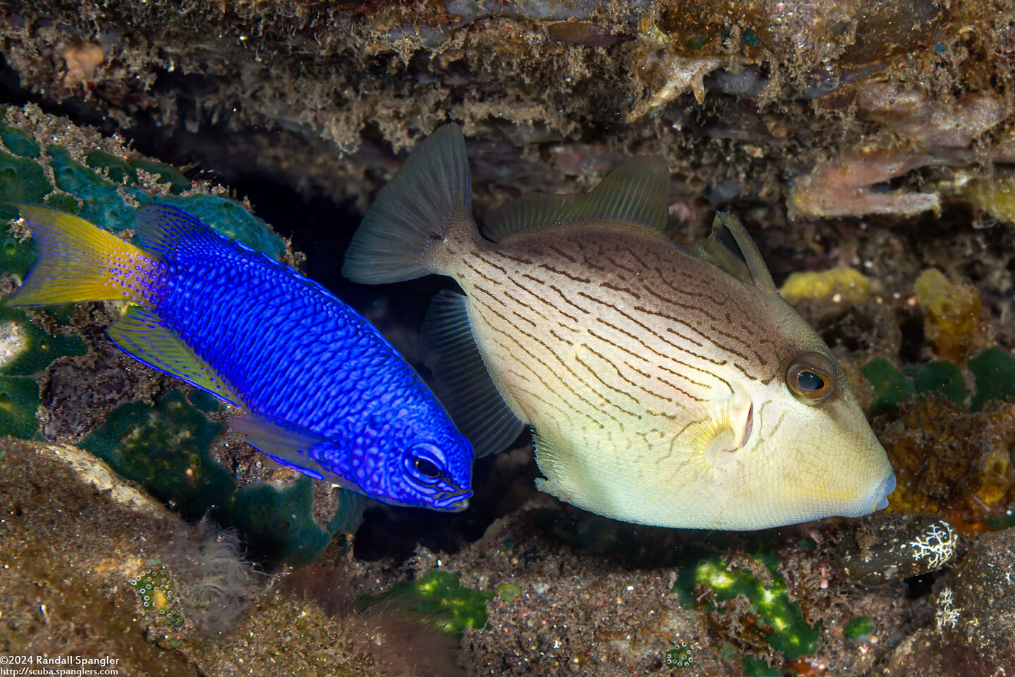 Pomacentrus pavo (Blue Damsel)