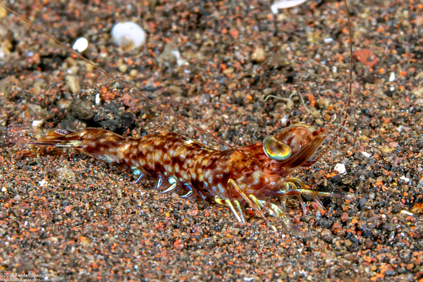 Metapenaeus sp.1 (Spotted Prawn)