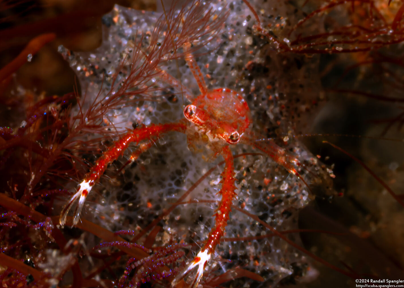 Galathea tanegashimae (Pink Squat Lobster)