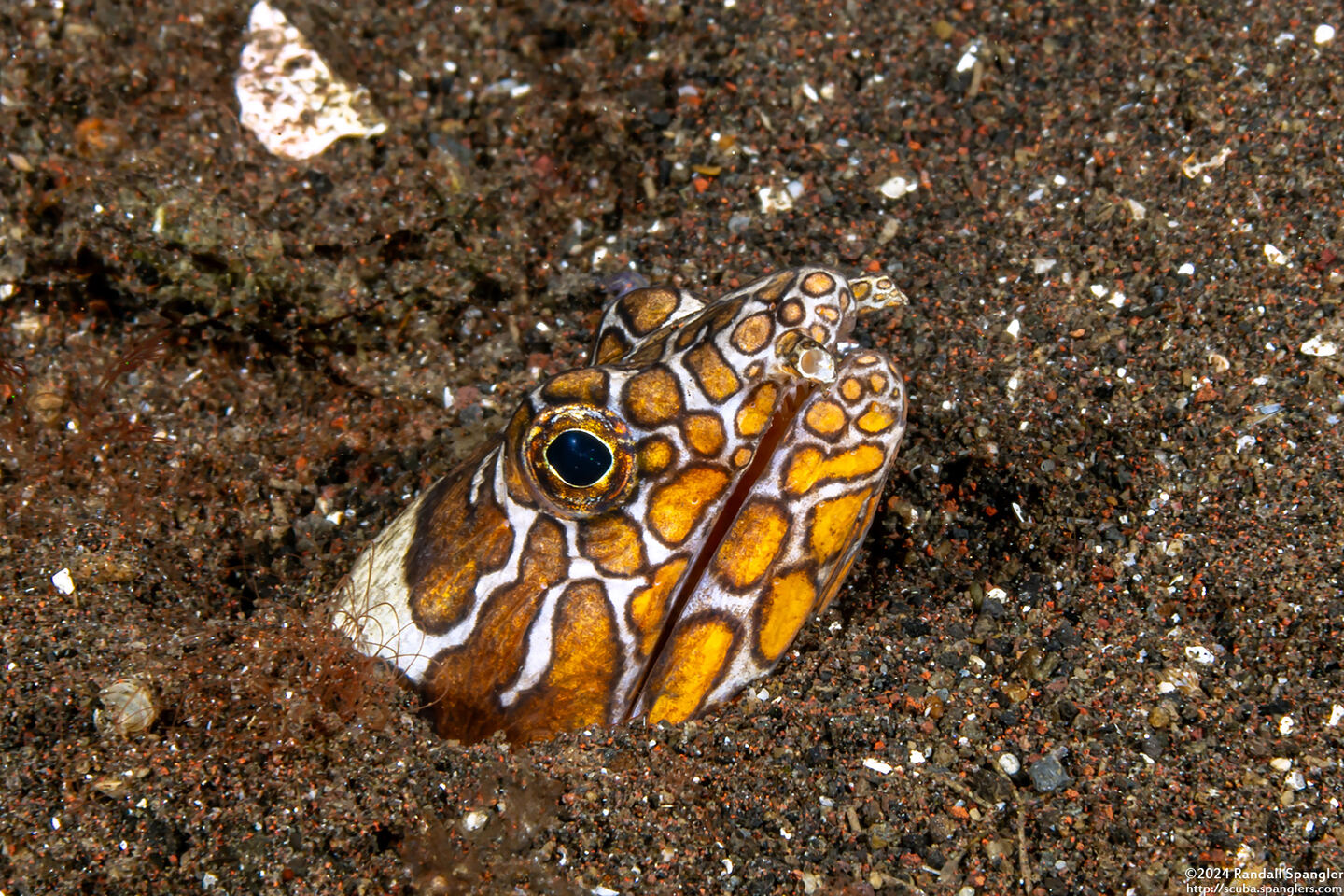 Ophichthus bonaparti (Napoleon Snake Eel)