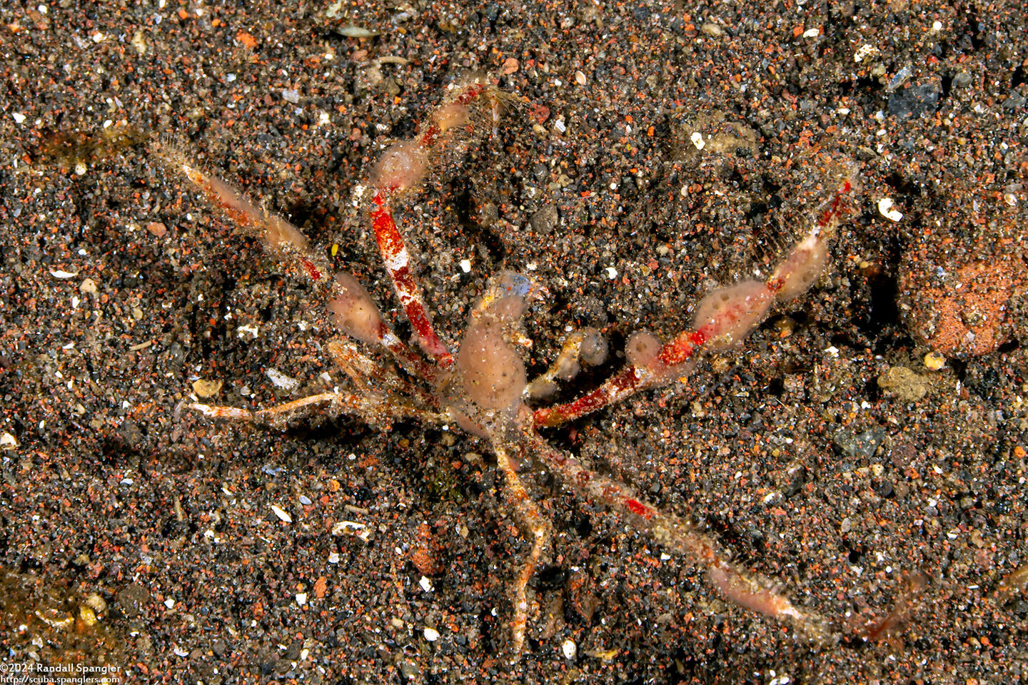 Epialtidae sp.2 (Reddish Spider Crab)