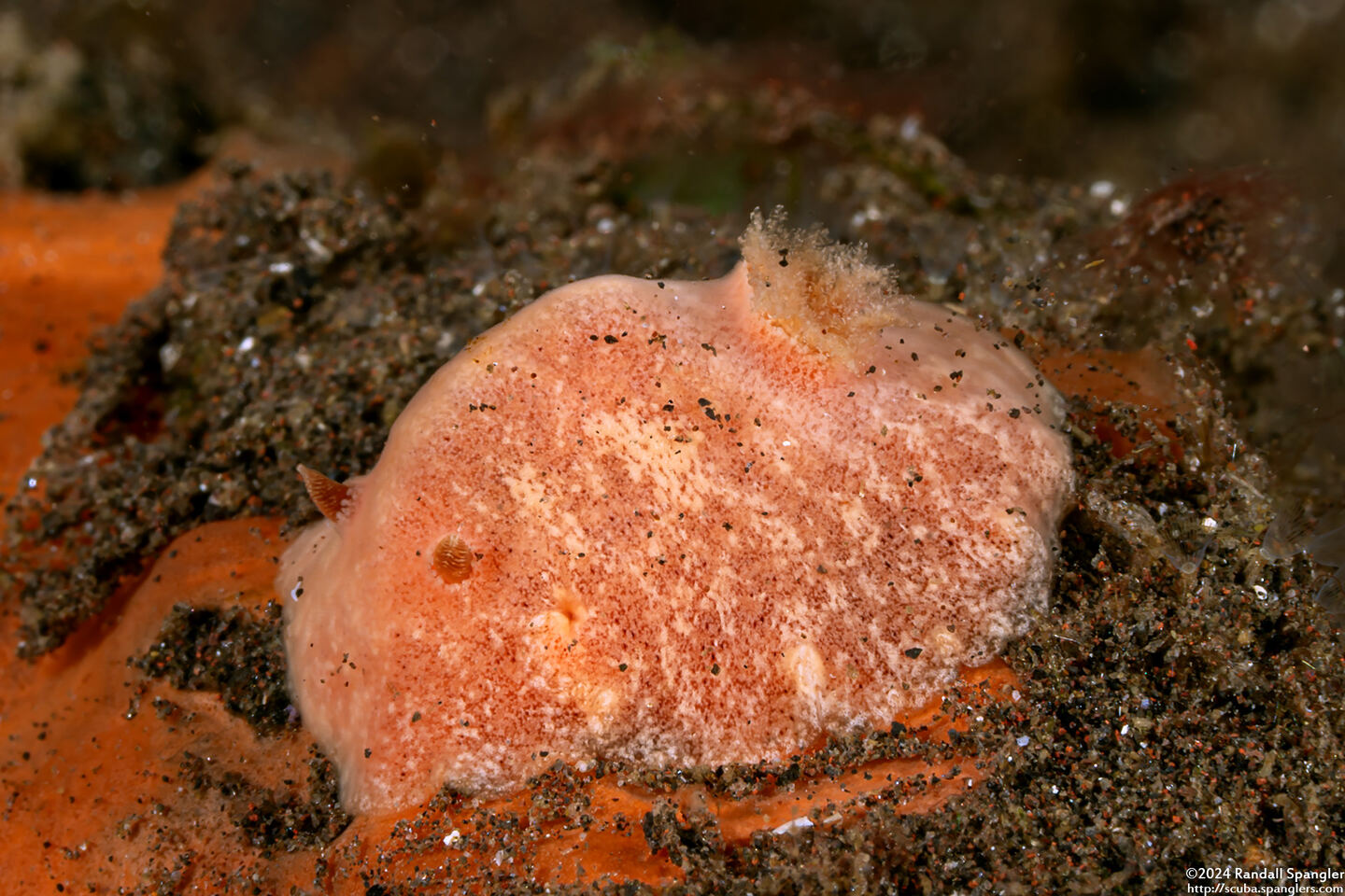 Platydoris sp.1 (Pink Platydoris)