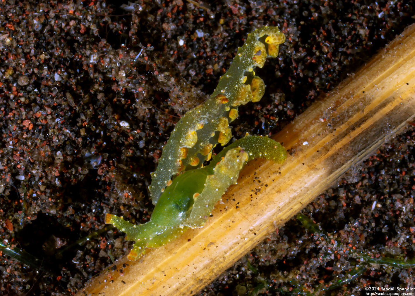 Lobiger sp.1 (White-Spotted Lobiger)