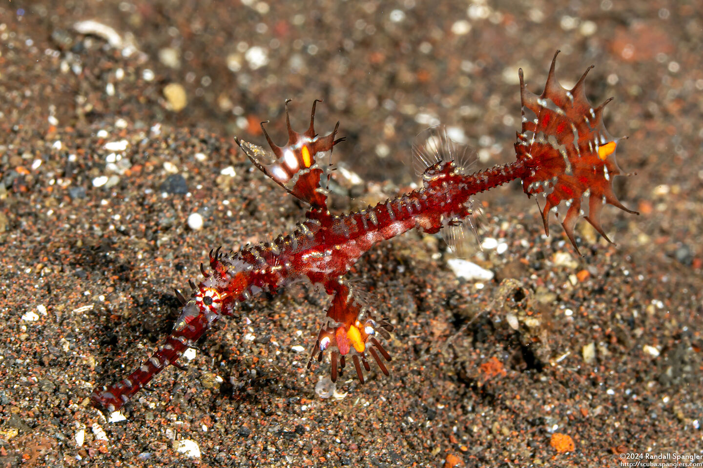 Solenostomus paradoxus (Ornate Ghost Pipefish)