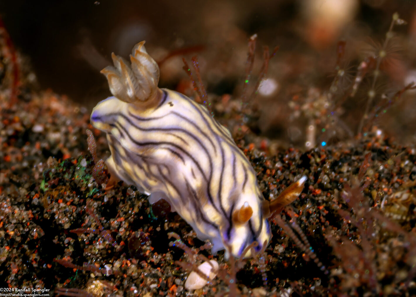 Hypselodoris zephyra (Zephyra Hypselodoris)