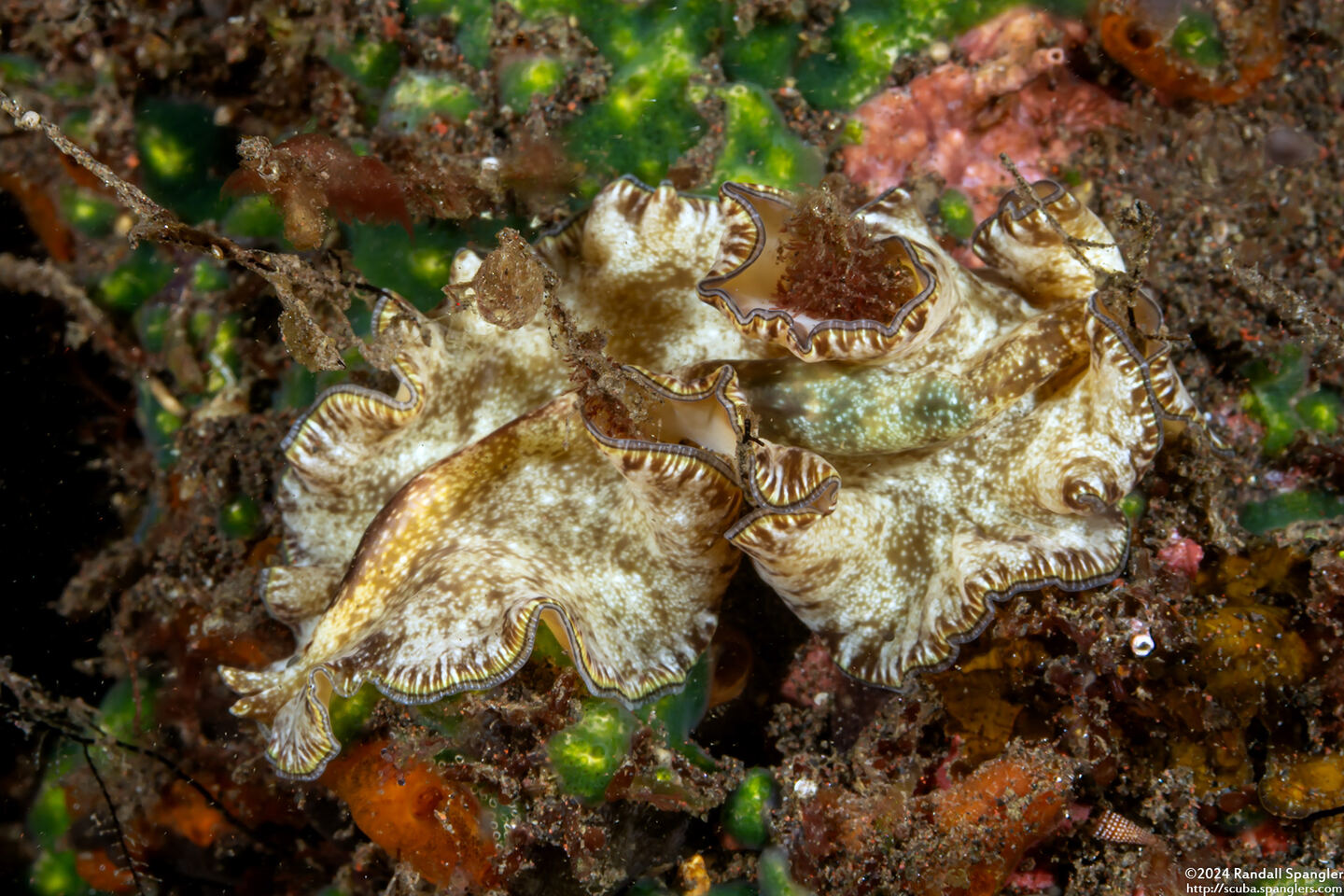 Tytthosoceros lizardensis (Olive Flatworm)