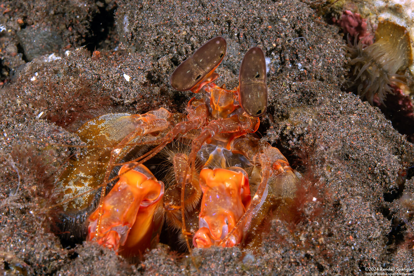 Lysiosquilla lisa (Lisa's Mantis Shrimp)