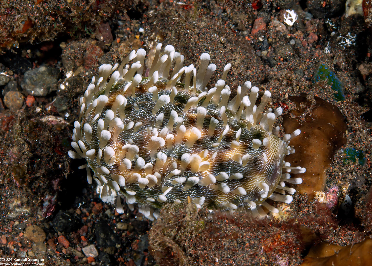 Cypraea tigris (Tiger Cowry)